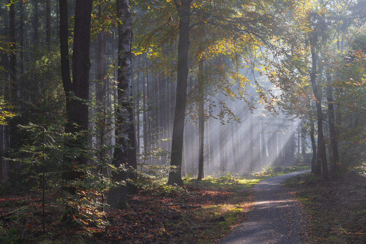 Kampeerplek in de natuur